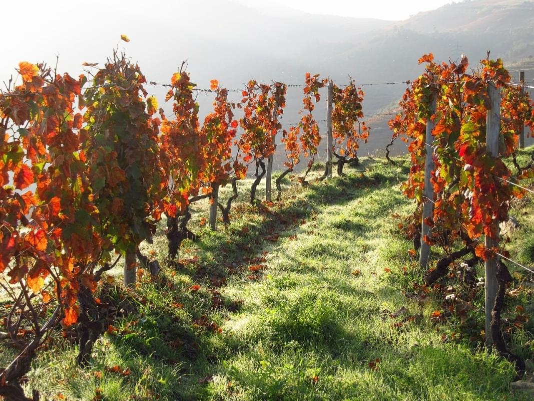 portogallo vino douro vigna valle