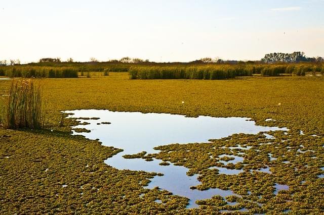 praterie guyana