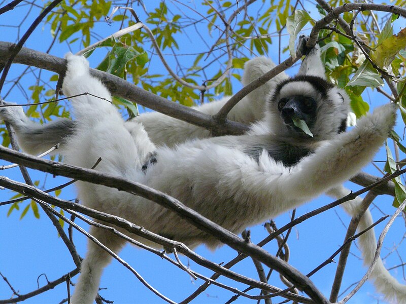 propitheque sifaka