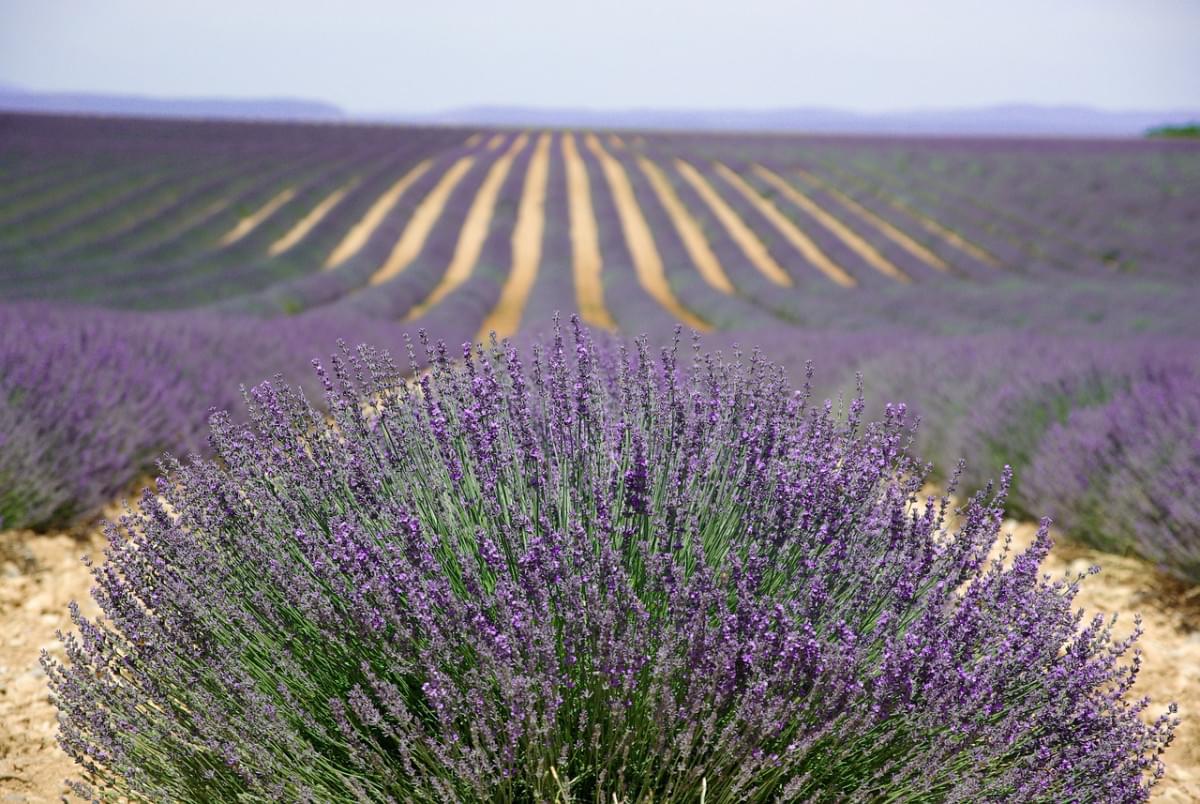 provenza valensol lavanda profumo