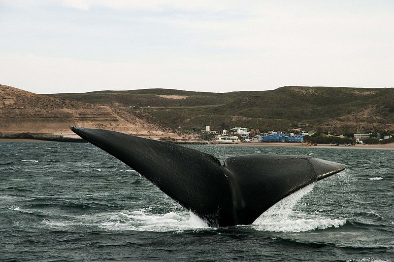 puerto piramides argentina