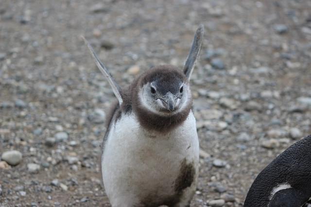 punta arenas