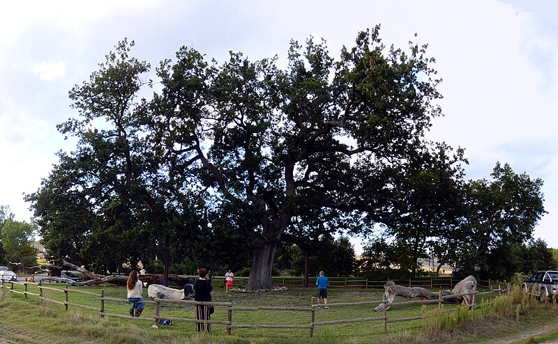 quercia delle checche 01