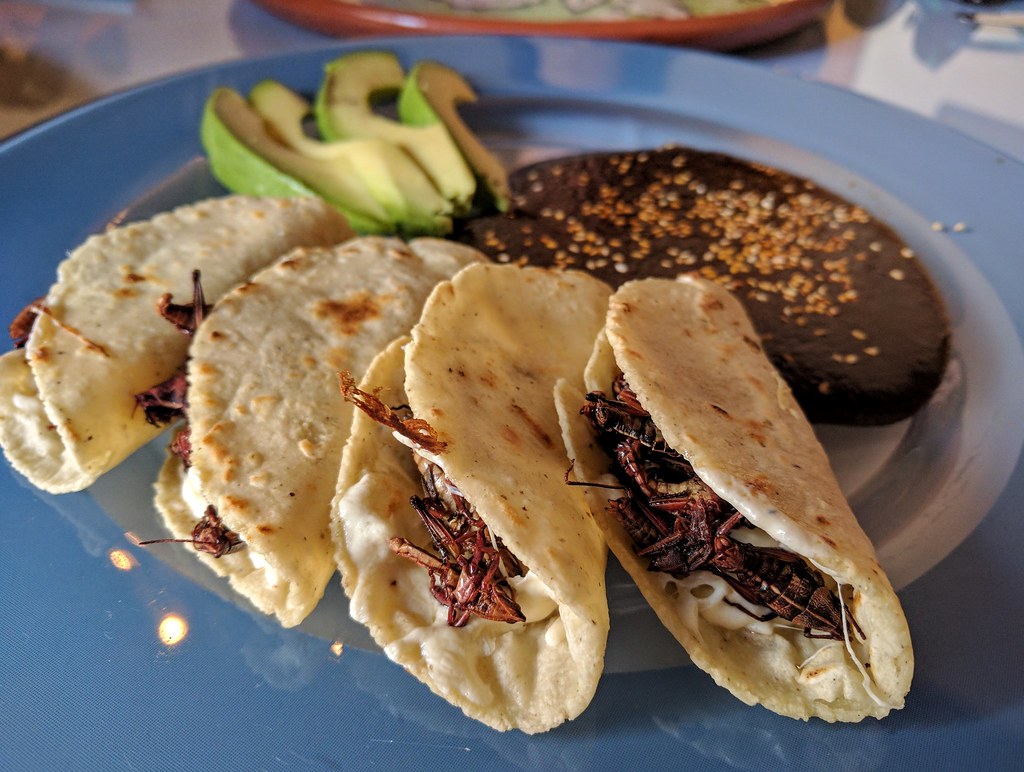 quesadillas de chapulines or grasshopper quesadillas