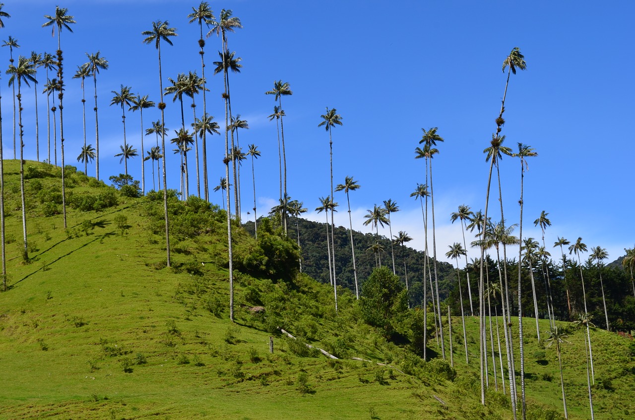 quindio natura paesaggi colombia