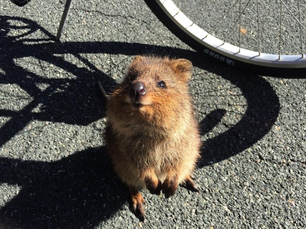 quokka animale animali selvatici