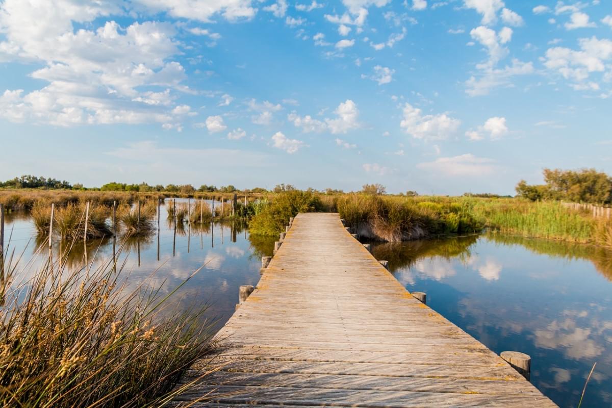 ragnatela natura camargue acqua 1