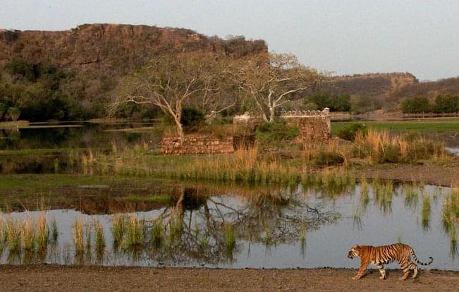 ranthambhore tiger park