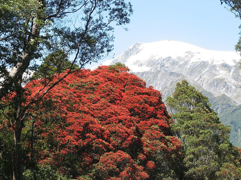 Rata Forest, Nuova Zelanda