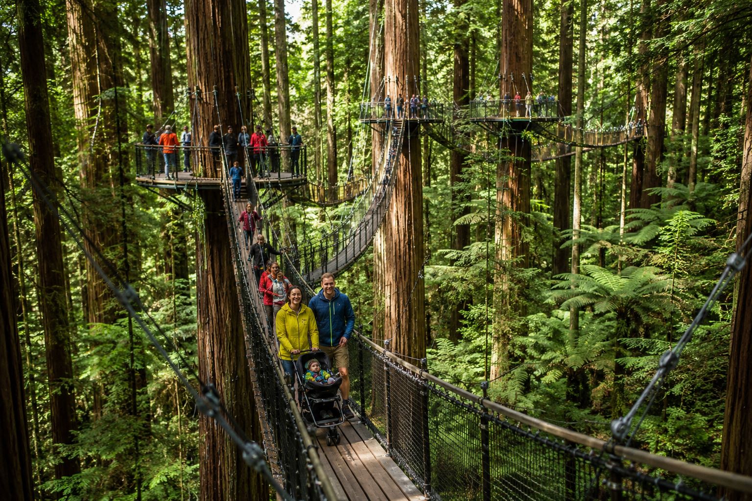 redwood treewalks