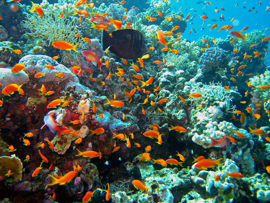 reef fish