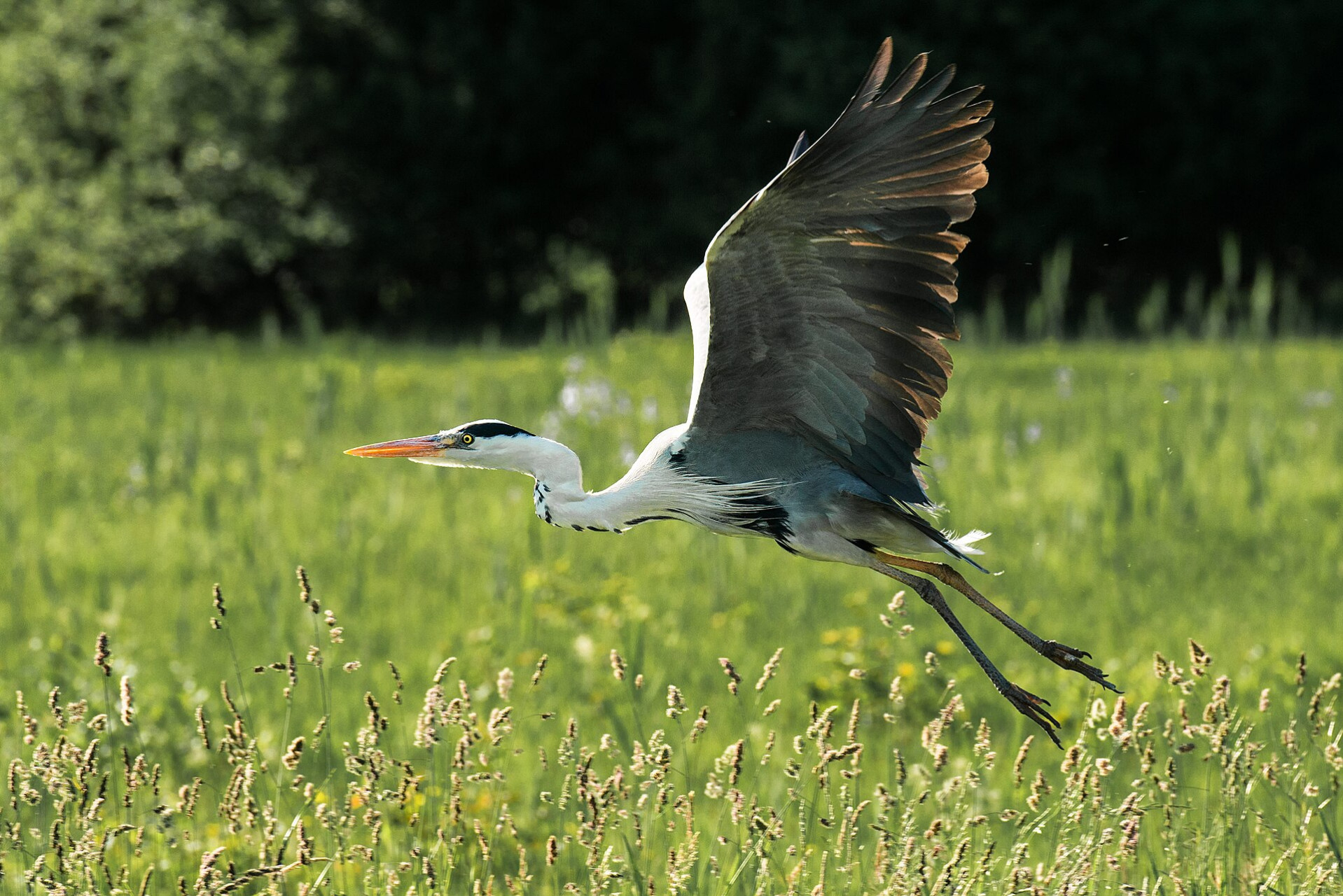 reiher im wollmatinger ried 2