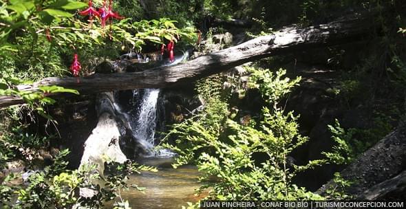 reserva nacional nonguen concepcion cile