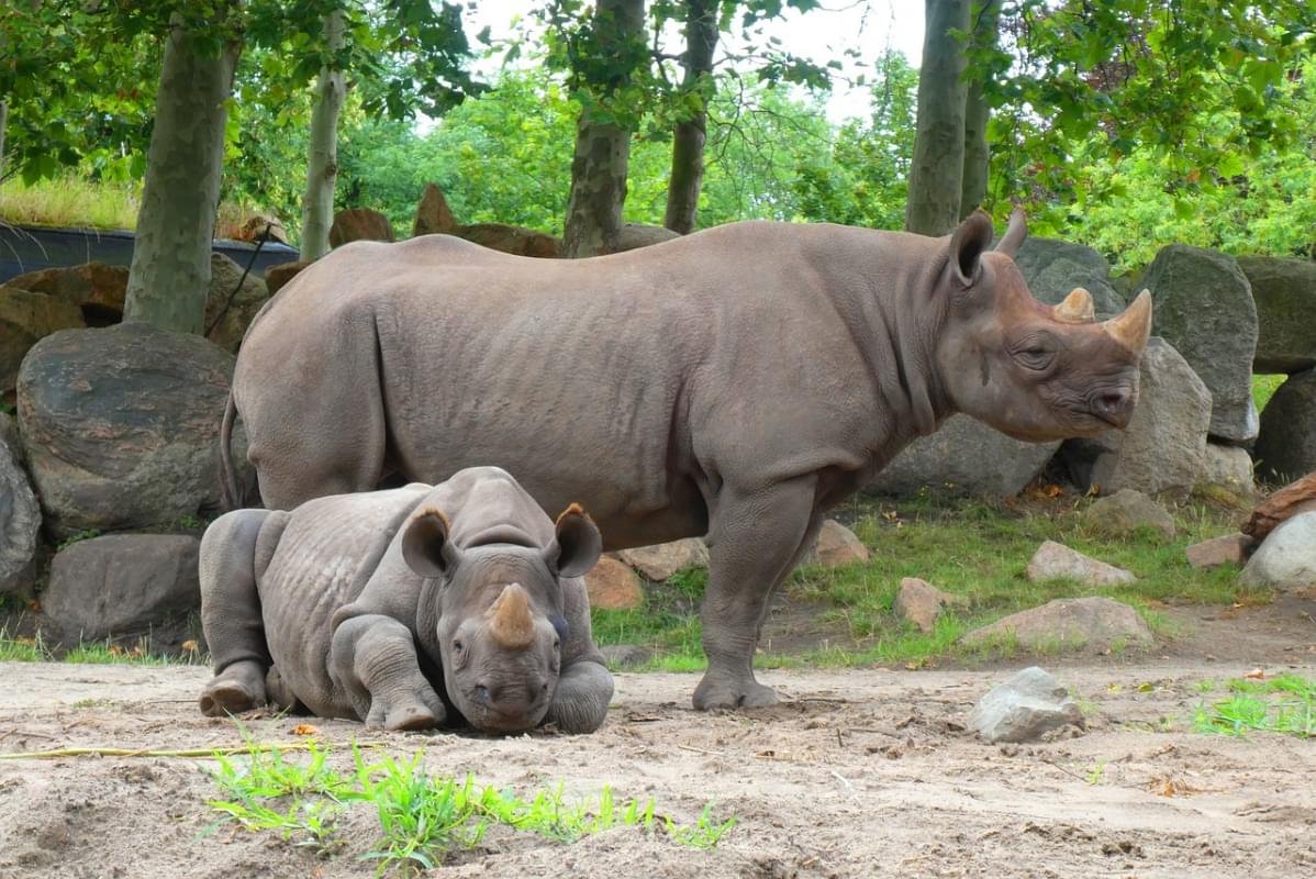 rhino zoo blijdorp rotterdam