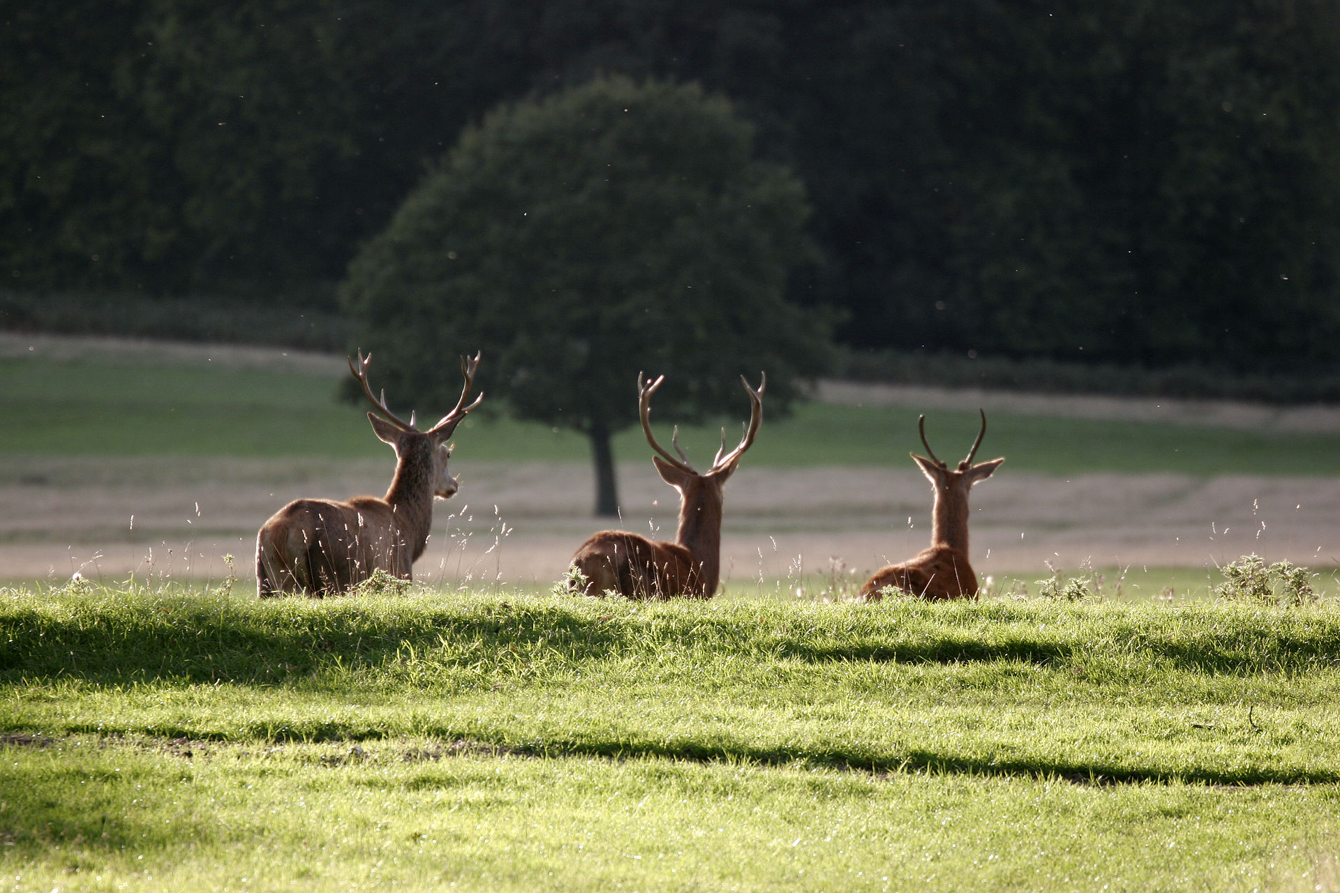 richmondpark london england 02102005