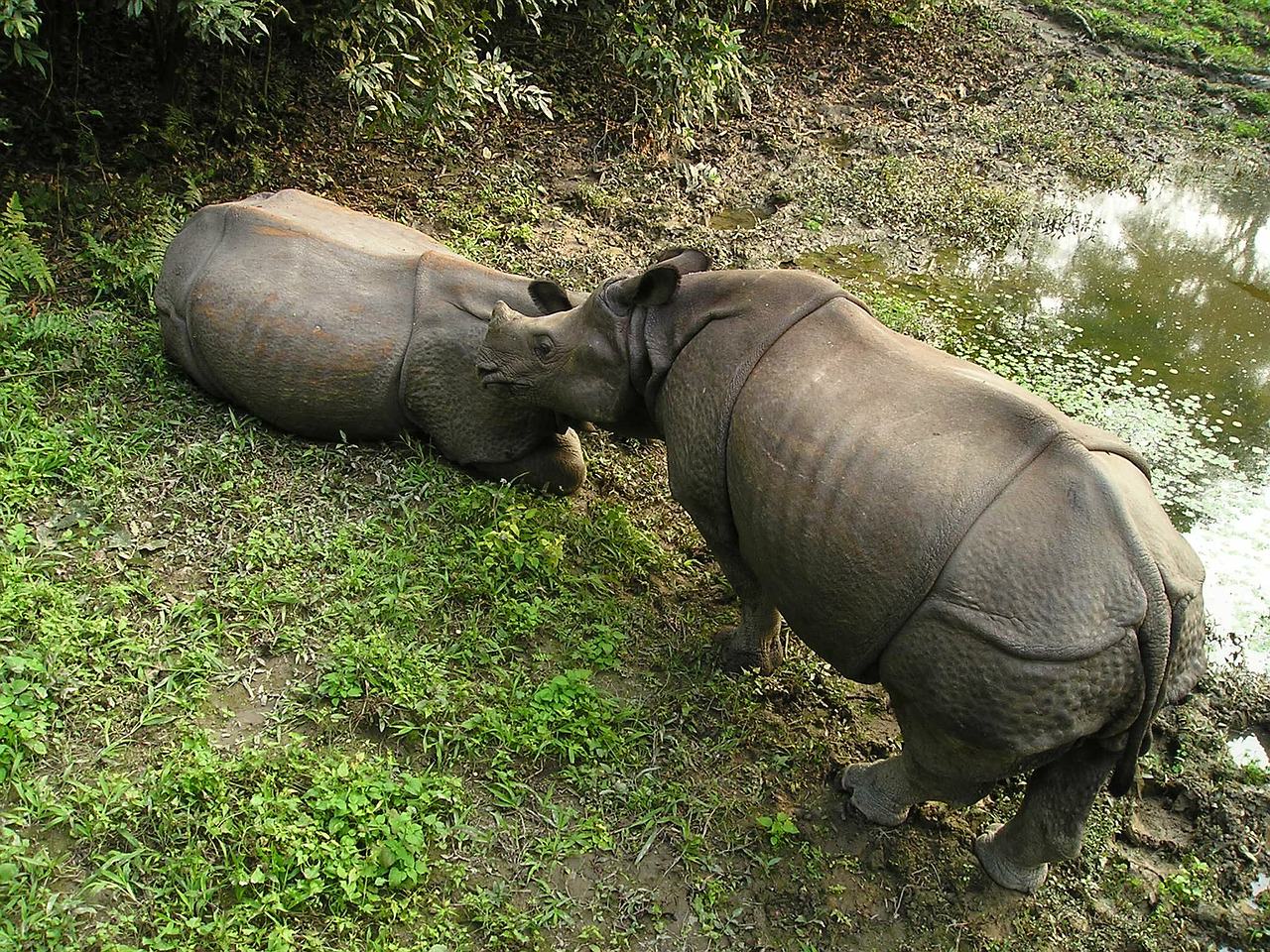 rinoceronte nepal parco nazionale 1