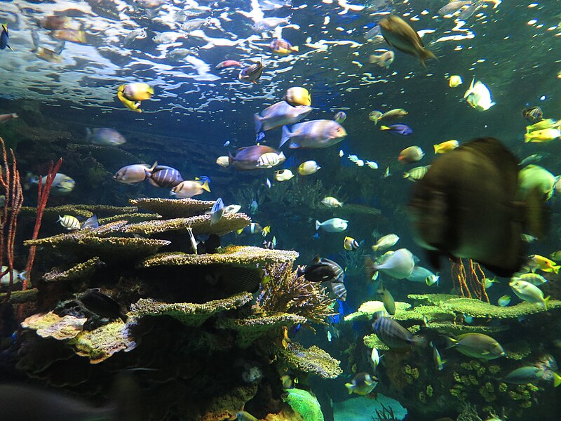 ripley s aquarium of canada toronto ontario