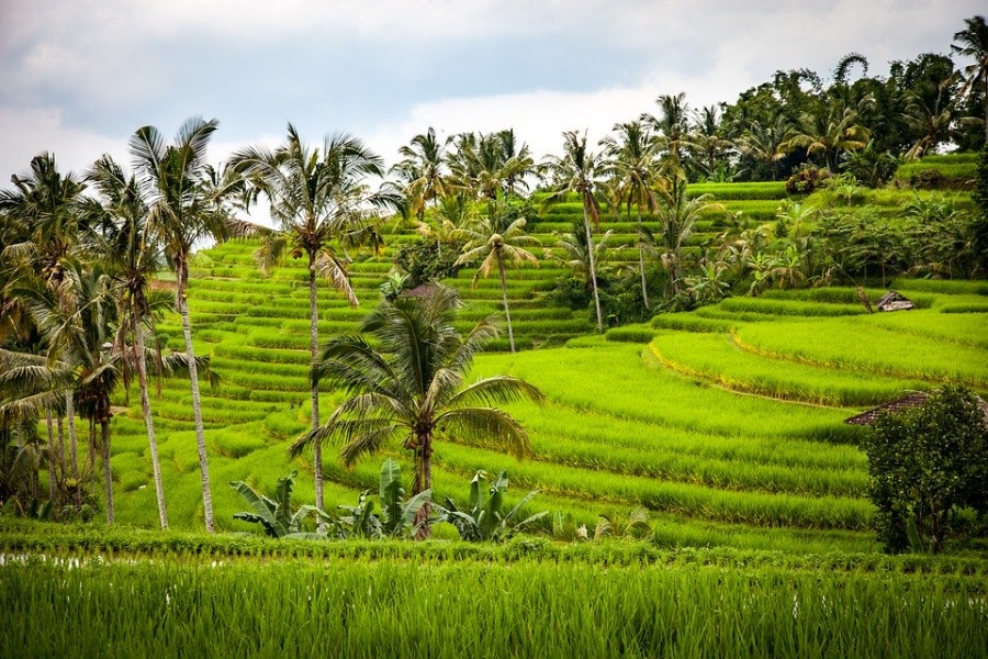 bali montagne(1)