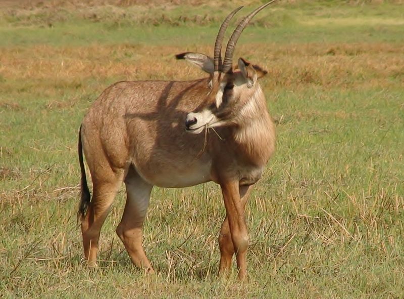 kafue national park