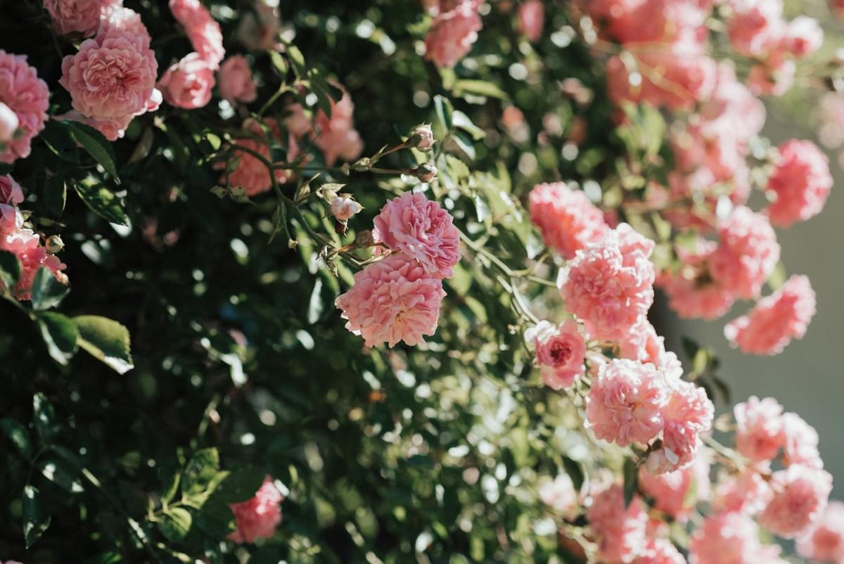 rose fiori fioritura rosa fiore 1