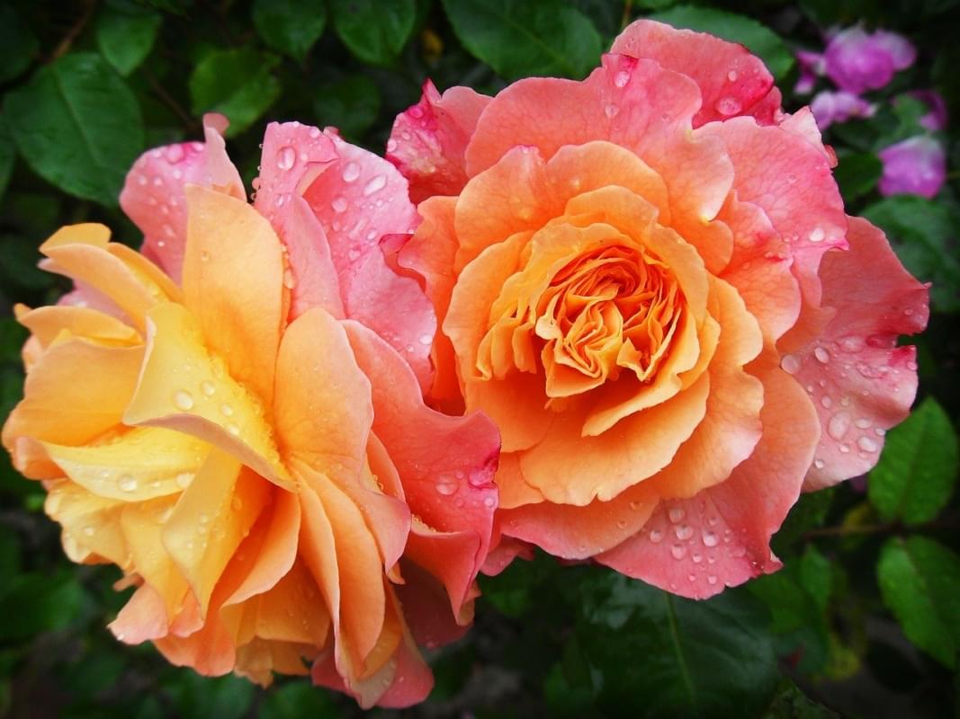 rose natura fiori primavera