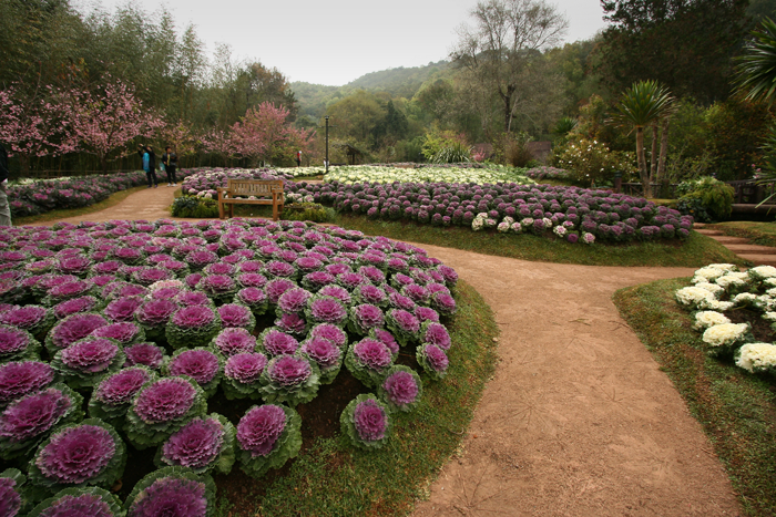 royal agricultural station doi inthanon