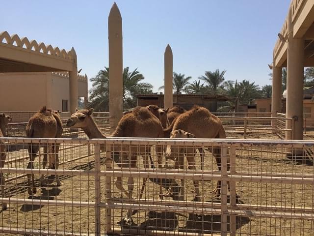 royal camel farm bahrain