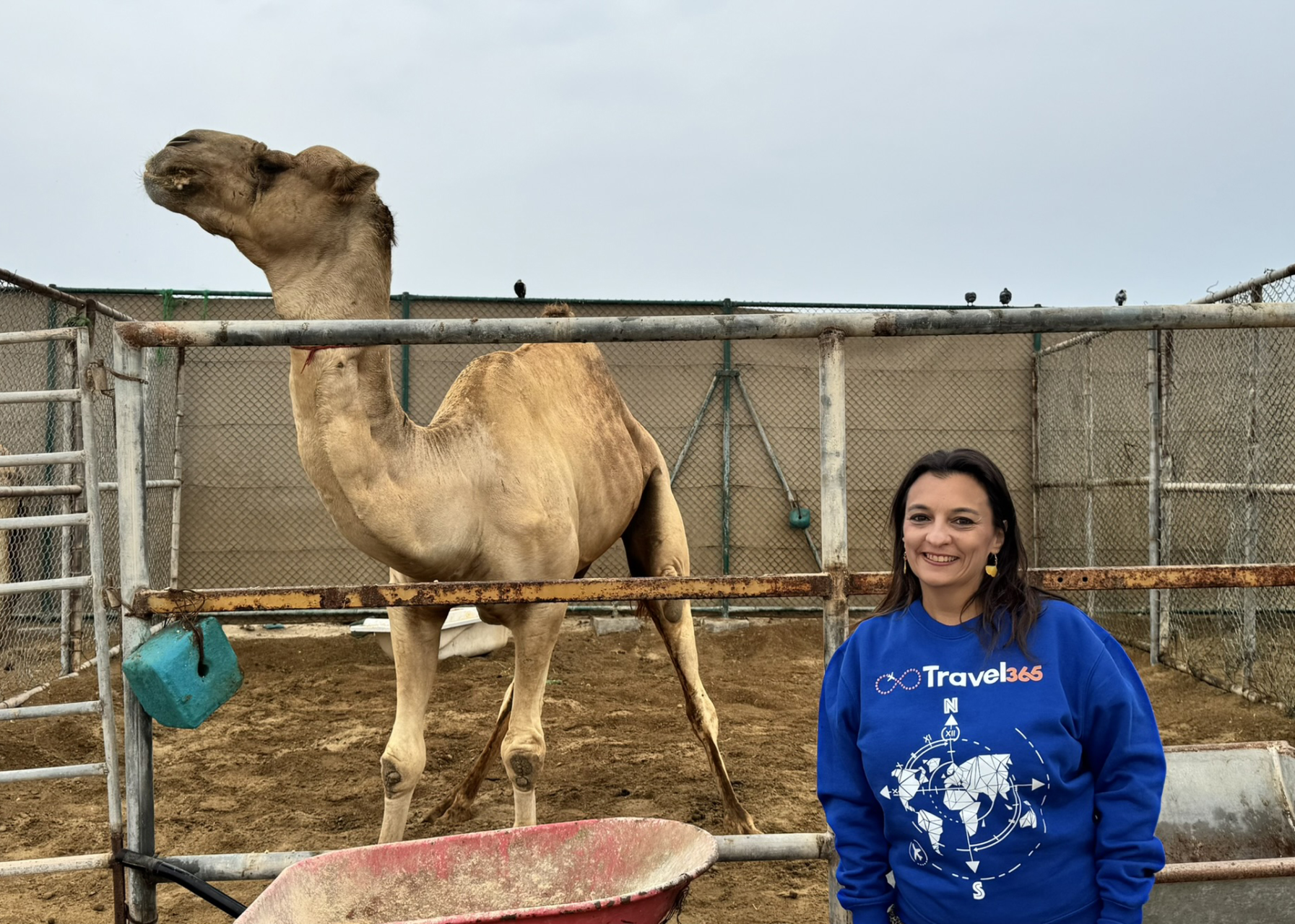 royal camel farm