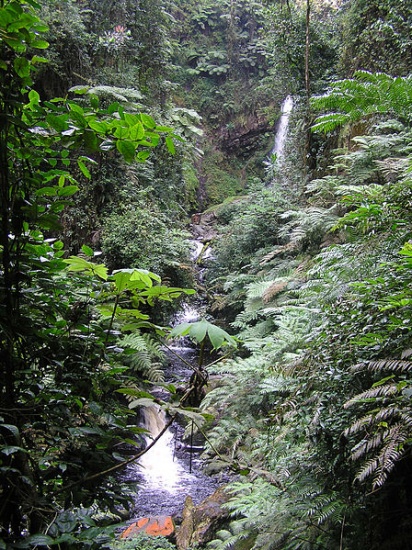 nyungwe