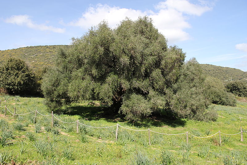 olivo vecchio sardegna 