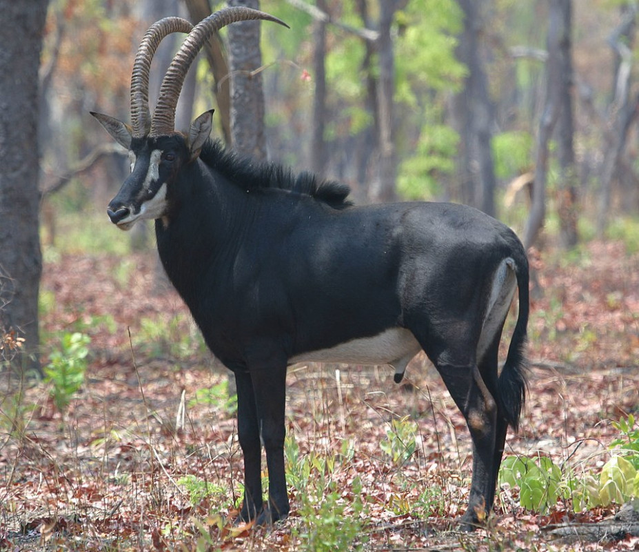 sable bull
