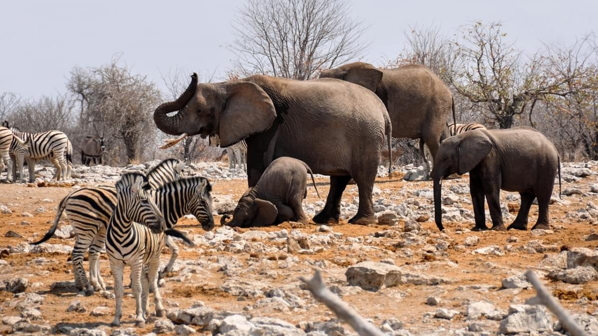 safari a namibia