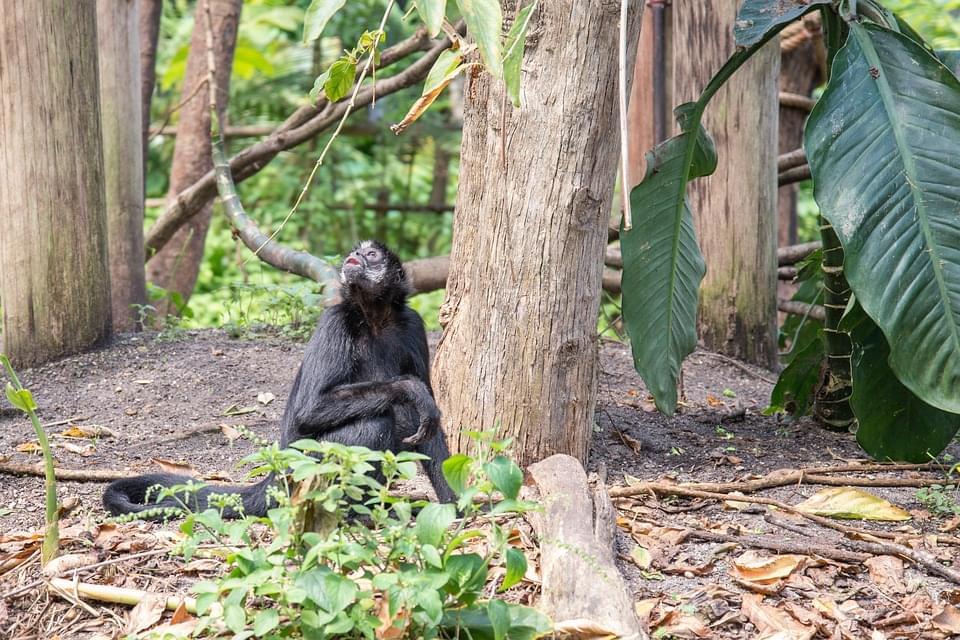 safari in congo africa