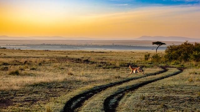 safari in kenya