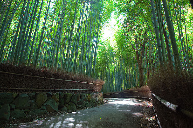 Foresta di bambù di Arashimaya Sagano, Giappone