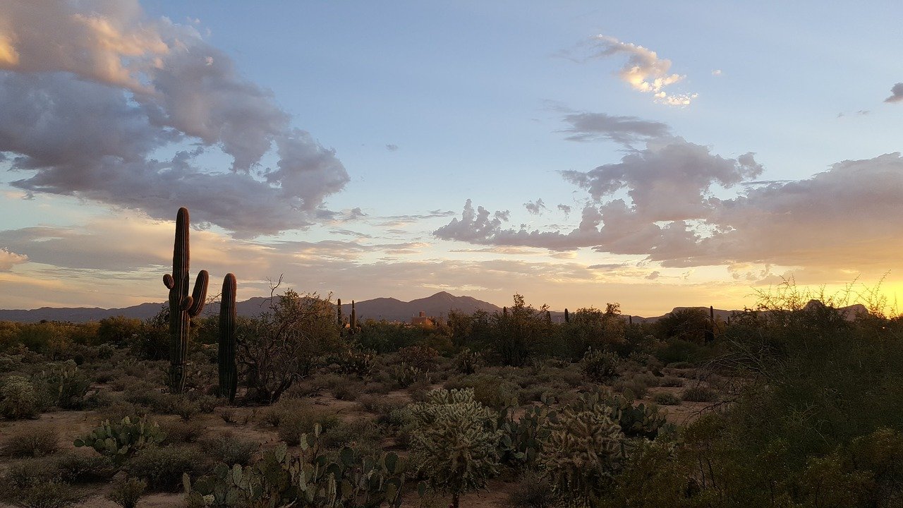 saguaro tucson deserto cactus 1
