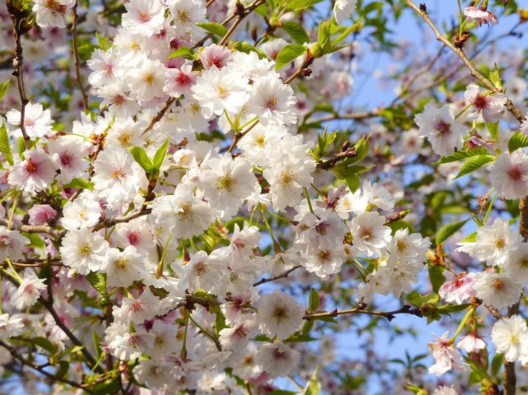 sakura fiori di ciliegio giappone