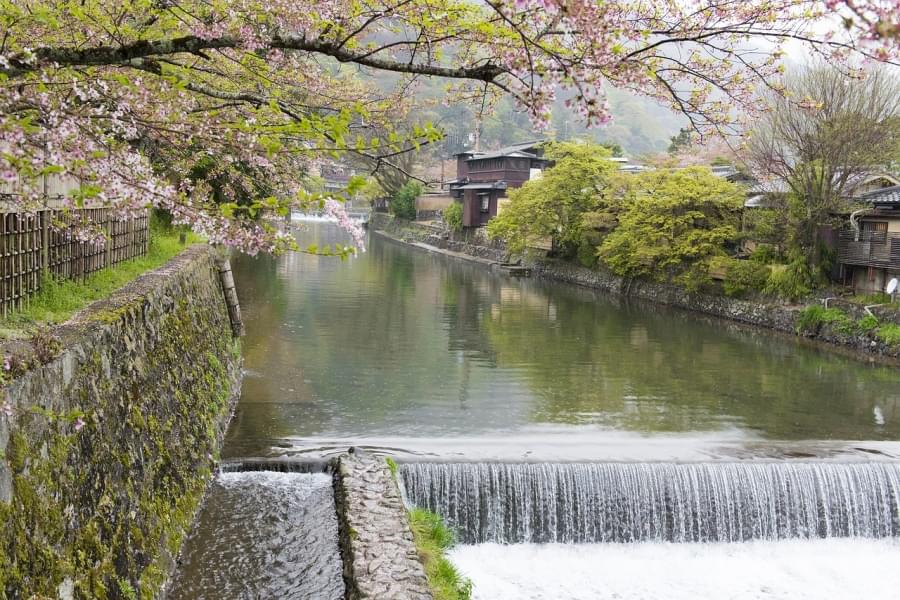 /foto/sakura fioritura ciliegi kyoto