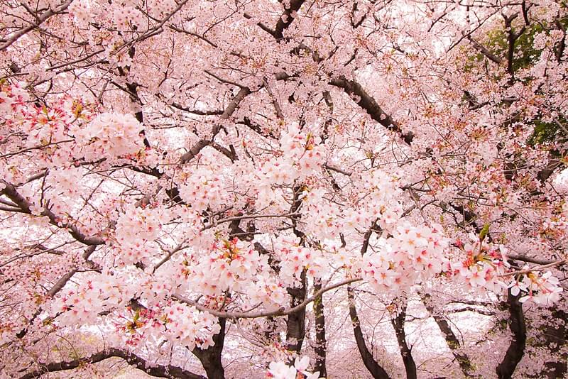 sakura kinuta park