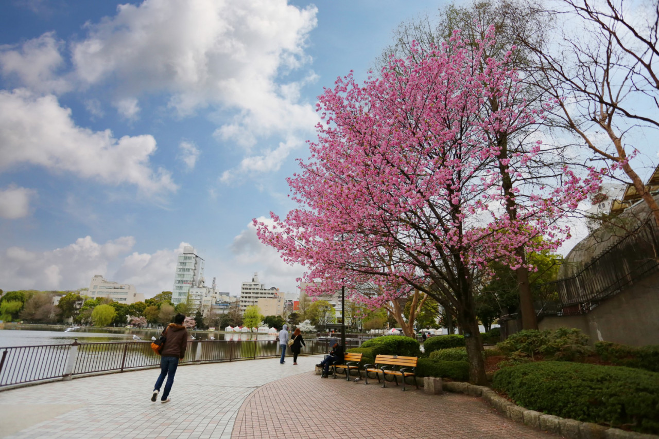 sakura tree with blooming ueno park tokyo prefecture japan