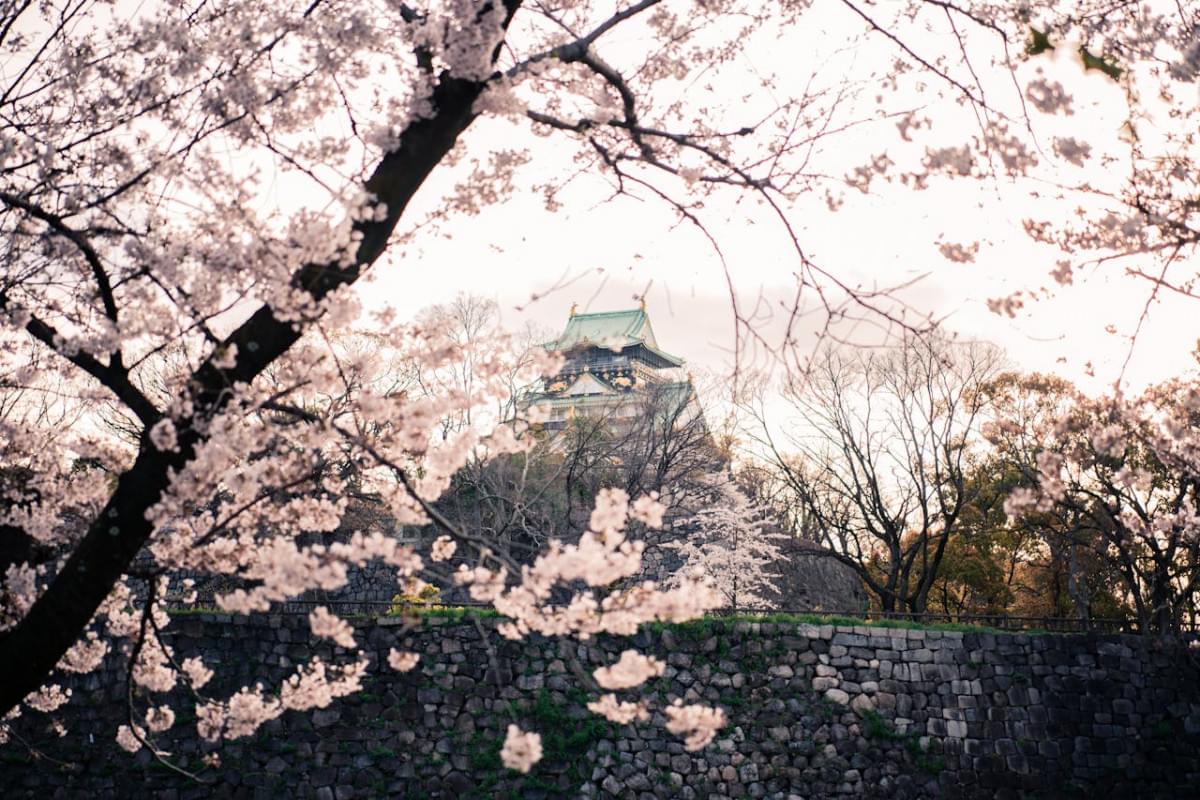 sakura trees near the osaka castle 1