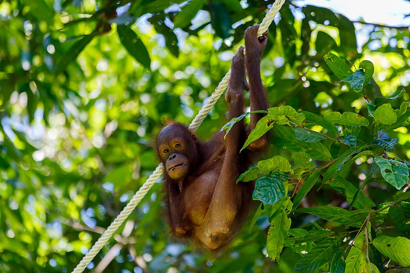 sandakan sabah sepilok orangutan rehabilitation centre 15a