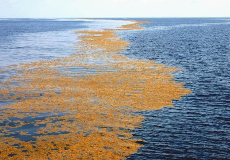 Alga Sargassum