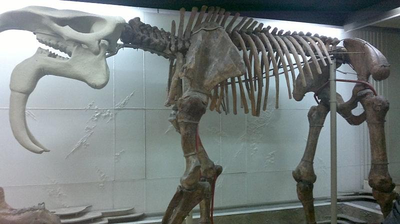 scheletro deinotherium museo