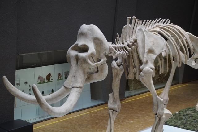 scheletro mammut museo storia naturale stoccarda