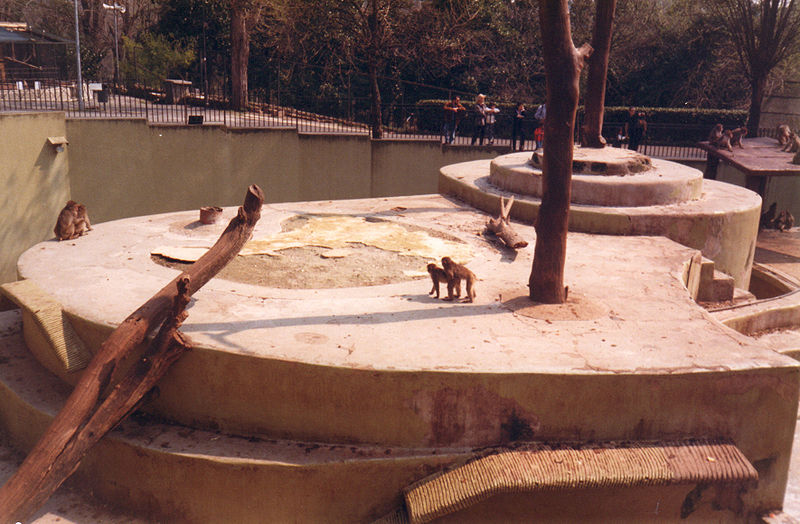 scimmie bioparco