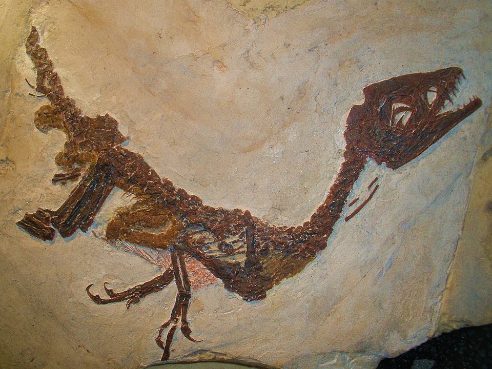 scipionyx samniticus 232 1
