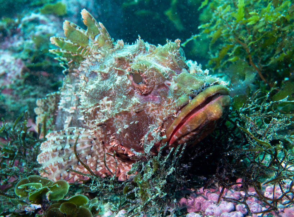 scorpaena jacksoniensis