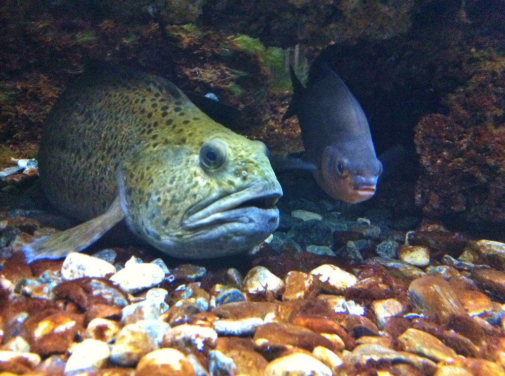 sea life val d europe