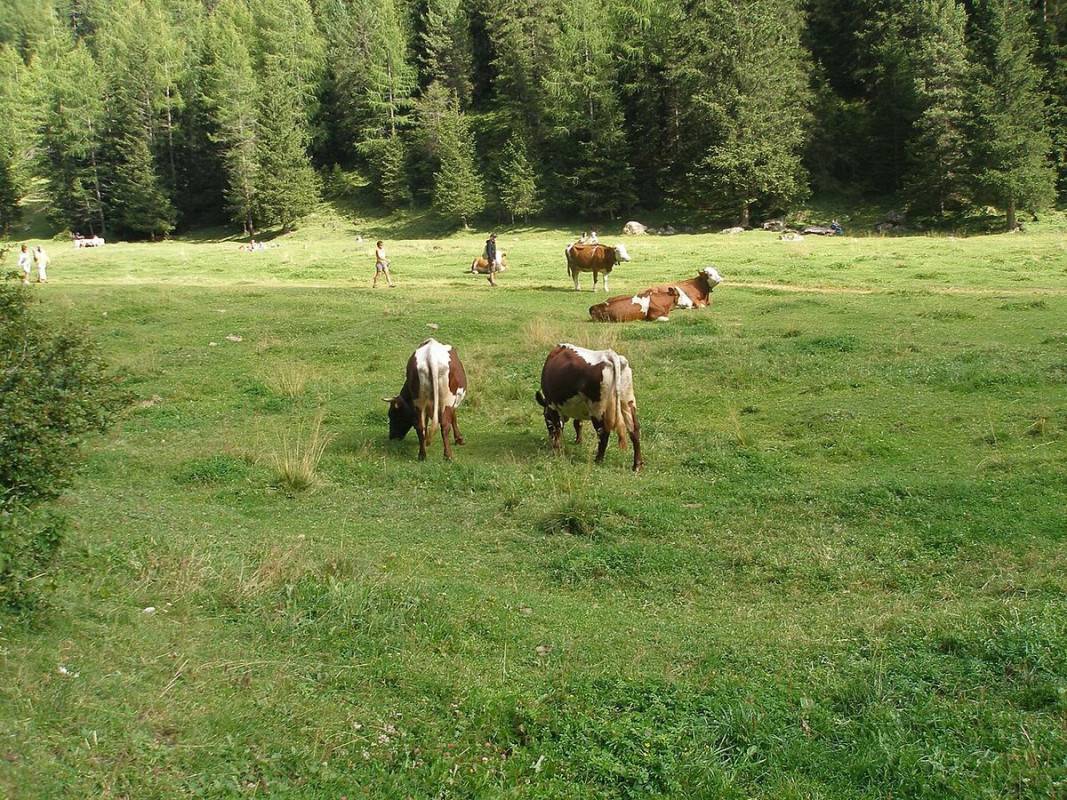 selva val gardena dolomiti - foto di agorà22